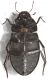 Hydrochara caraboides3.JPG