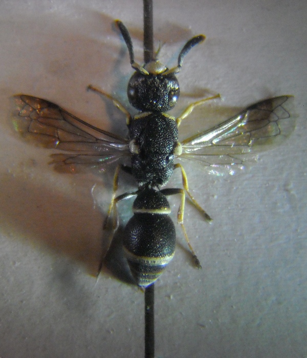 Leptochilus 002 A.jpg