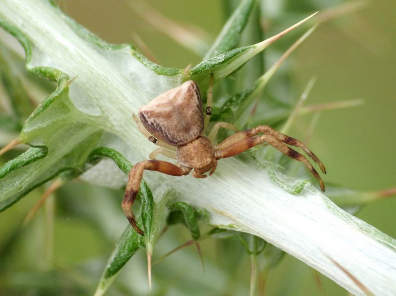 Pistius truncatus su cardo.JPG