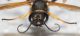 Sceliphron caementarium2.JPG