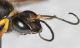 Sceliphron caementarium3.JPG