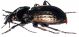 Eucarabus italicus 2.jpg
