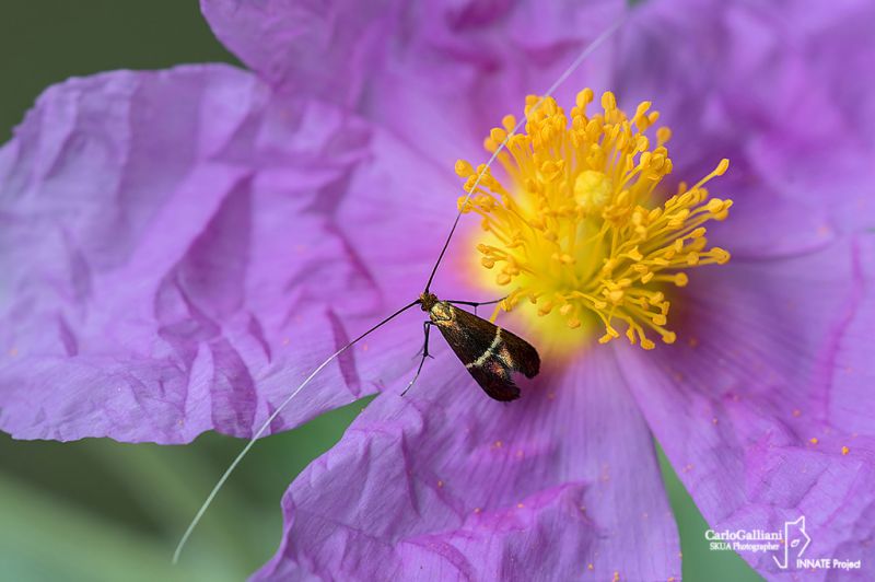 nemophora degenerella07.jpg