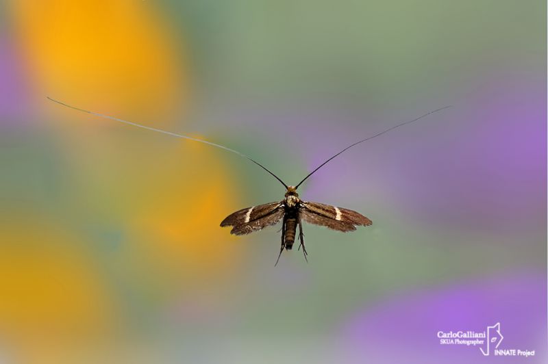 nemophora degenerella17.jpg