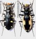 Cicindela granulata Gebler, 1843..JPG