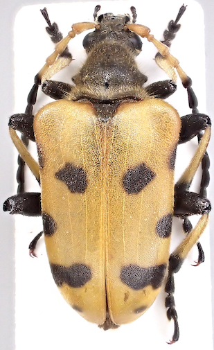 Brachyta petriccionei HT.jpg