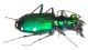 Cicindela sexguttata 2.jpg