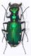Cicindela sexguttata 1.jpg