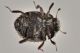 3 chaetophora spinosa byrrhidae villa gabriella .JPG