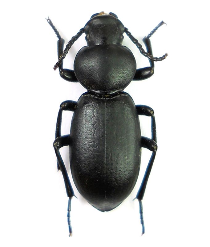 T. discicollis_Petra 14.III.19.JPG