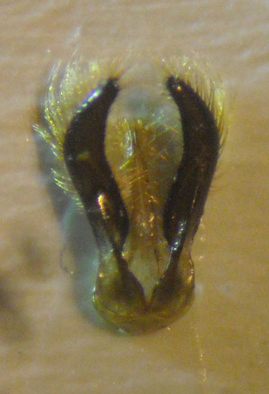 Chelostoma rotundatum 004 A.jpg