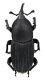 Comb2714-18zL6cr.jpg