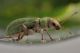2 pachyrhinus lethierryi curculionidae via don luigi balbiano .JPG