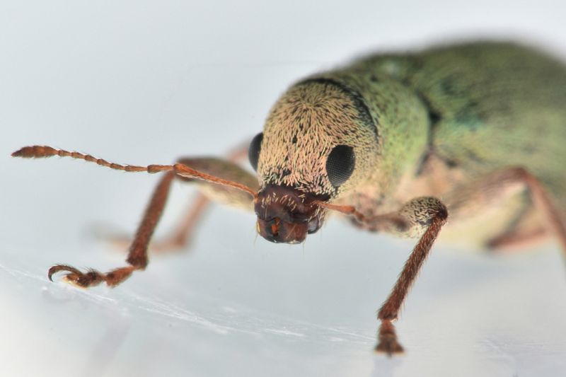 3 pachyrhinus lethierryi curculionidae via don luigi balbiano .jpg