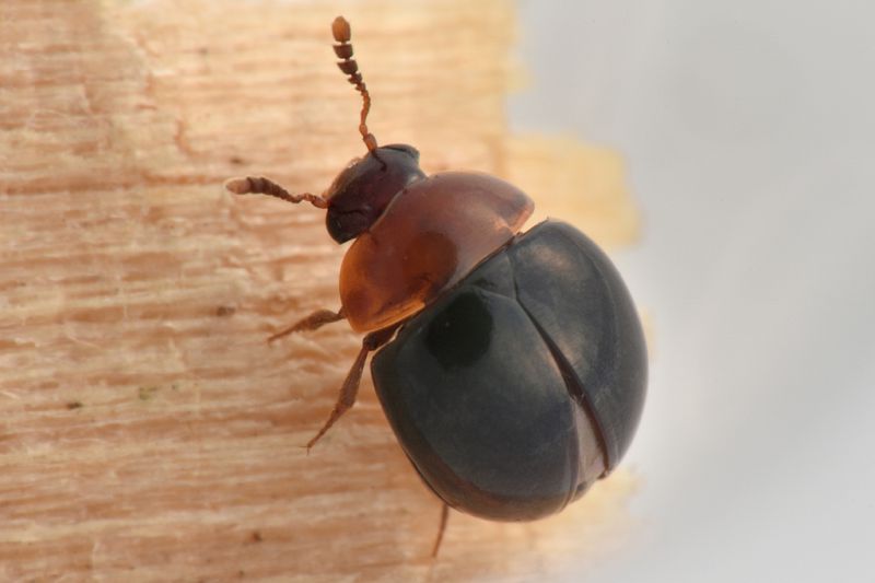 2 amphicyllis globus leiodidae san giorio .JPG