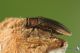 IMG_3029_Agrilus_s.JPG