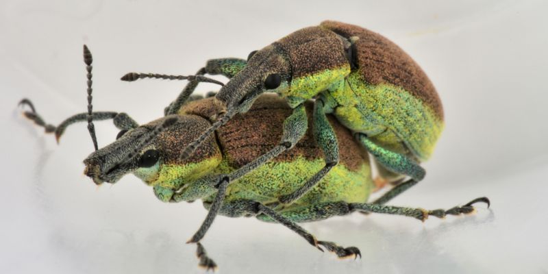 2 chlorophanus graminicola curculionidae avigliana ovest .jpg