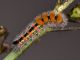 OrgCor_FPM_1570_HR.jpg