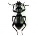 Mesostena angustata_wadi rum des. 16.III.1.JPG