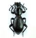 Mesostena puncticollis_wadi rum des. 16.III.19,.JPG