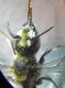 Chelostoma rotundatum 013 A.jpg