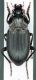 tn_Calathus sirentensis.jpg