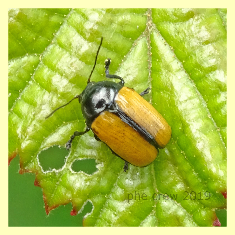 probabile Cryptocephalus vittatus circa 5 mm. su Rubus - Anzio - 8.6.2019.jpg