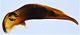 tn_Calathus fracassii fracassii edeago.jpg
