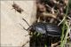 Carabo-sp-20190612-002-JOGf.jpg