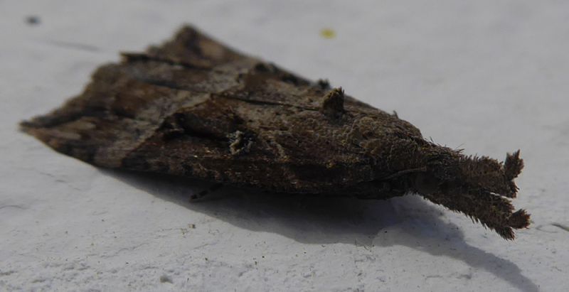 Unidentified_Moth_-_Castel_Ivano.jpg