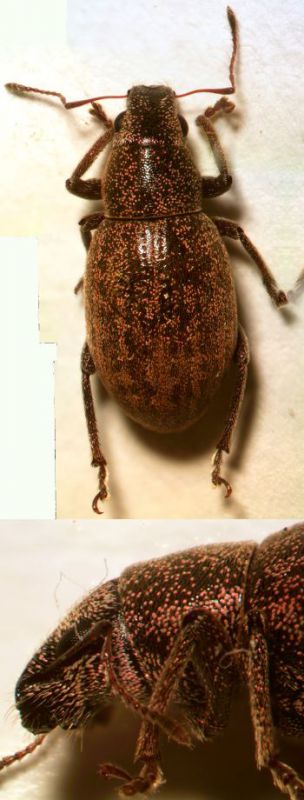 Curculionidae_7_otranto_190531.jpg