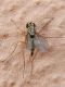 Dolichopodidae SME Nord 20 VI 2019 DSCN6093.JPG