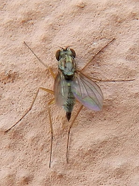 Dolichopodidae SME Nord 20 VI 2019 DSCN6093.JPG