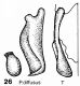 Pygopleurus diffusus - paramera male - 26HT Baraud (A).jpg