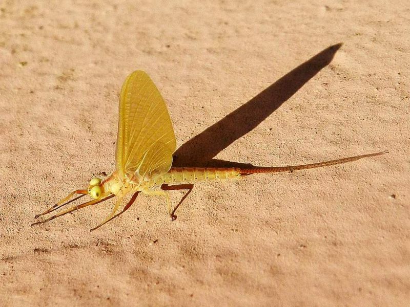 Ephemeroptera sp. 20 VI 2019 DSCN6104.JPG