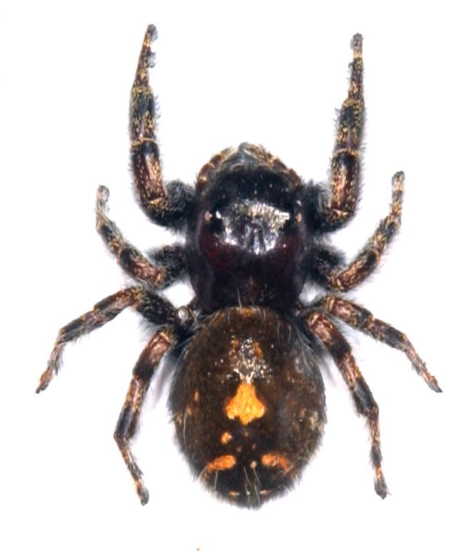 Phidippus audax.jpg