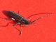 Agapanthia_cardui_adulto  (2).jpg
