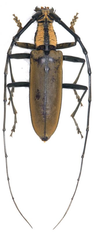 Massicus trilineatus 1.jpg