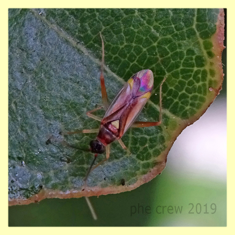 probabile Campyloneura virgula circa 5 mm - Anzio 21.6.2019.JPG