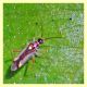 probabile Campyloneura virgula circa 5 mm - Anzio 21.6.2019...JPG