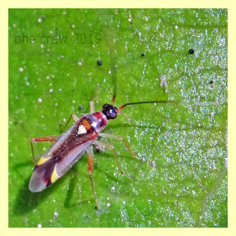 probabile Campyloneura virgula circa 5 mm - Anzio 21.6.2019...JPG