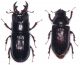 Ceruchus piceus 1.jpg