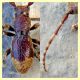 probabile Parmena sp. circa 7 mm. - Anzio Colonia 1.4.2018 - (2).jpg