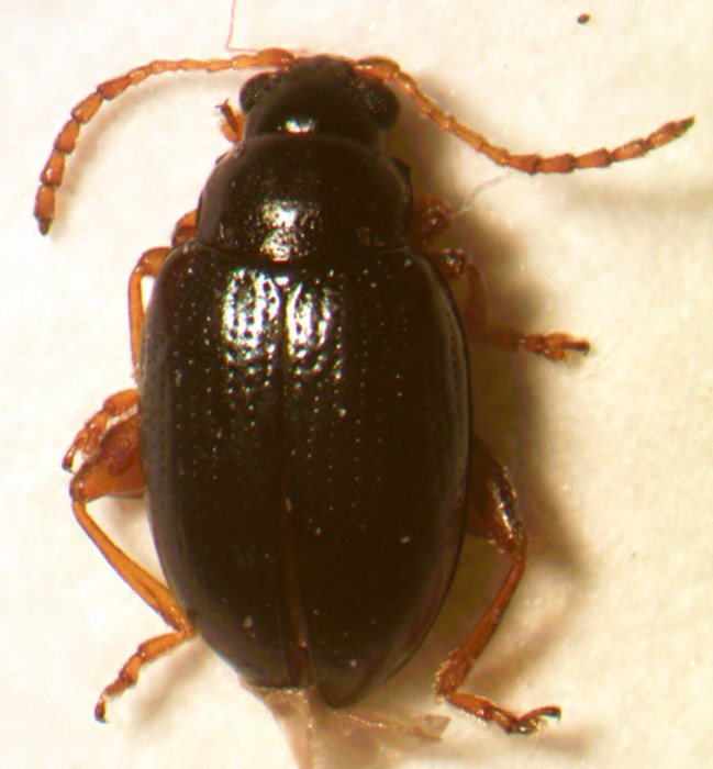 neocrepidodera_2_2_otranto_190531-2.jpg