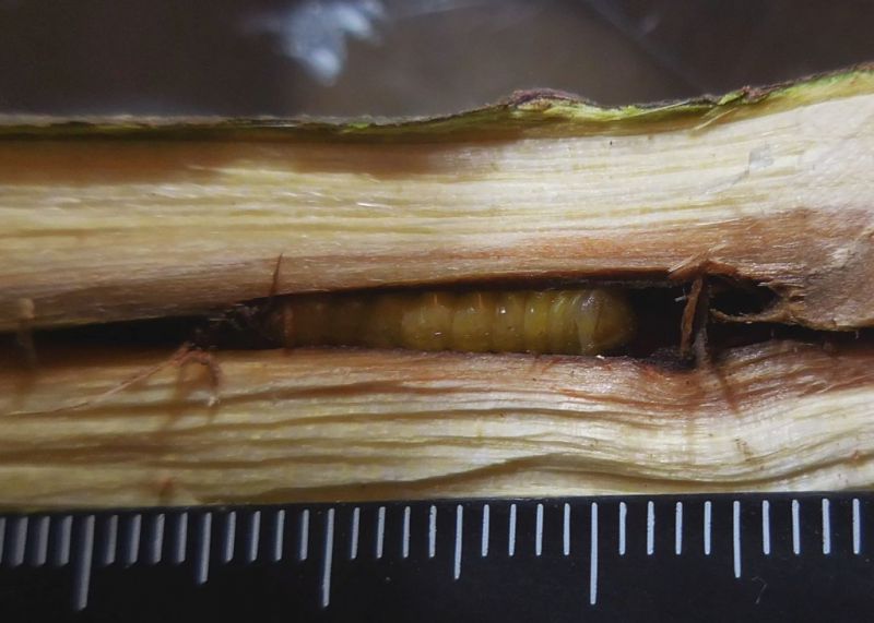 Larva5.JPG