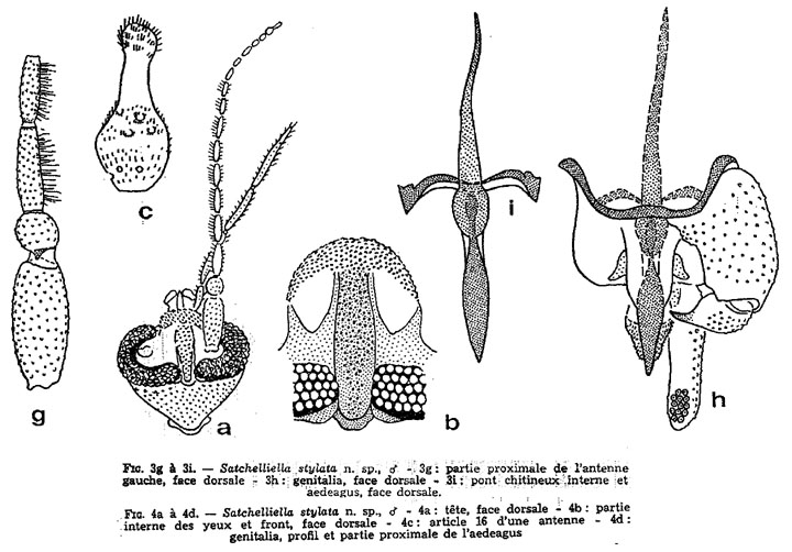 Pneumia stylata (disegni Vaillant, 1973).jpg