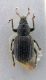 piazomiina 1.jpg
