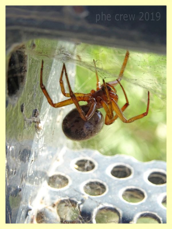 Araneidae - Anzio colonia - 2.7.2019 - (1).jpg