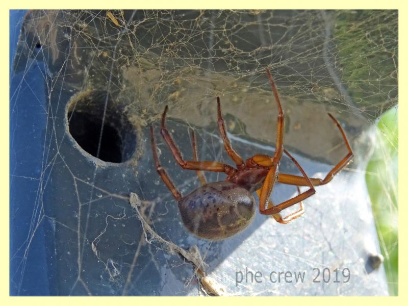 Araneidae - Anzio colonia - 2.7.2019 - (2).JPG