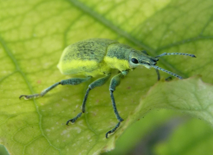 Chlorophanus viridis 1 (9-7-19 Jánovas).jpg